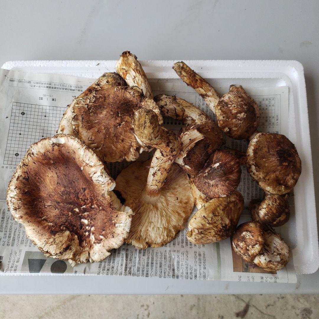 岩手三陸産朝採れ松茸1キロg！