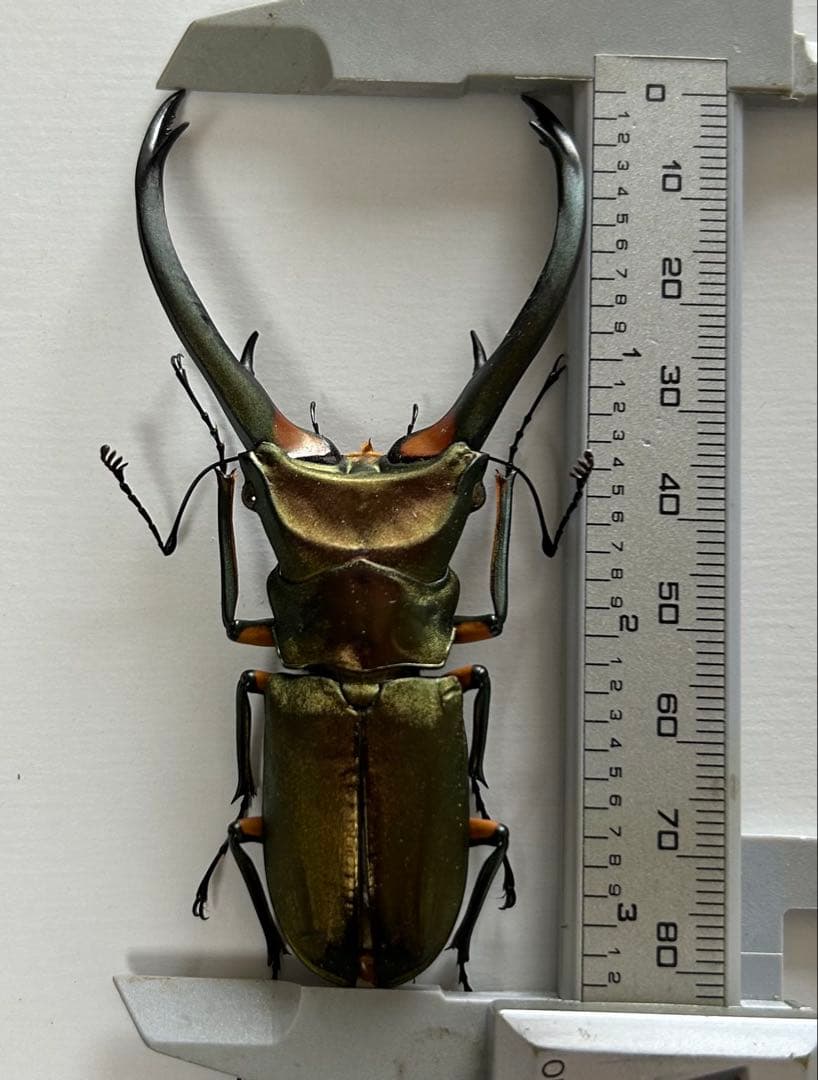 【昆虫標本】エラフスホソアカクワガタ♂82㍉他 4頭セット