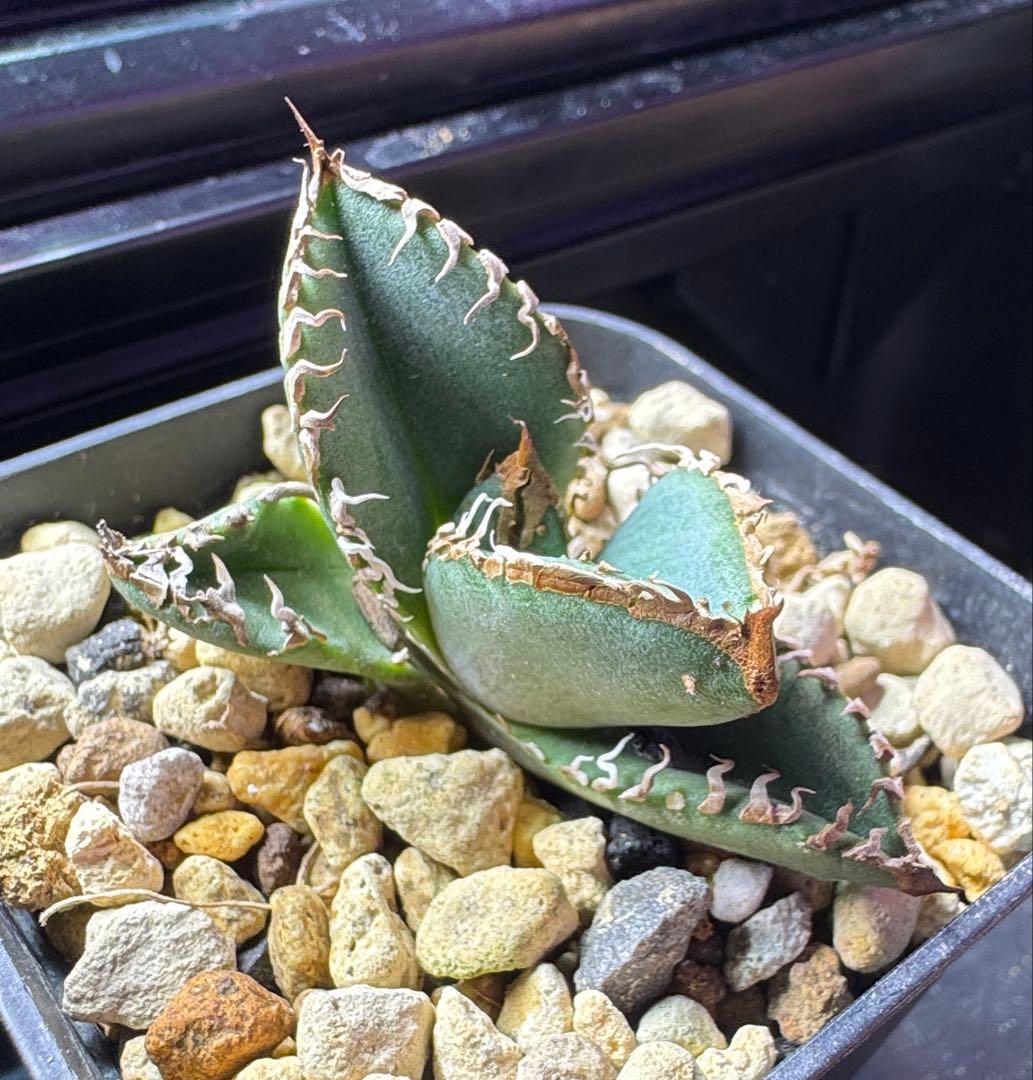 アガベ オテロイ　shihao 星空