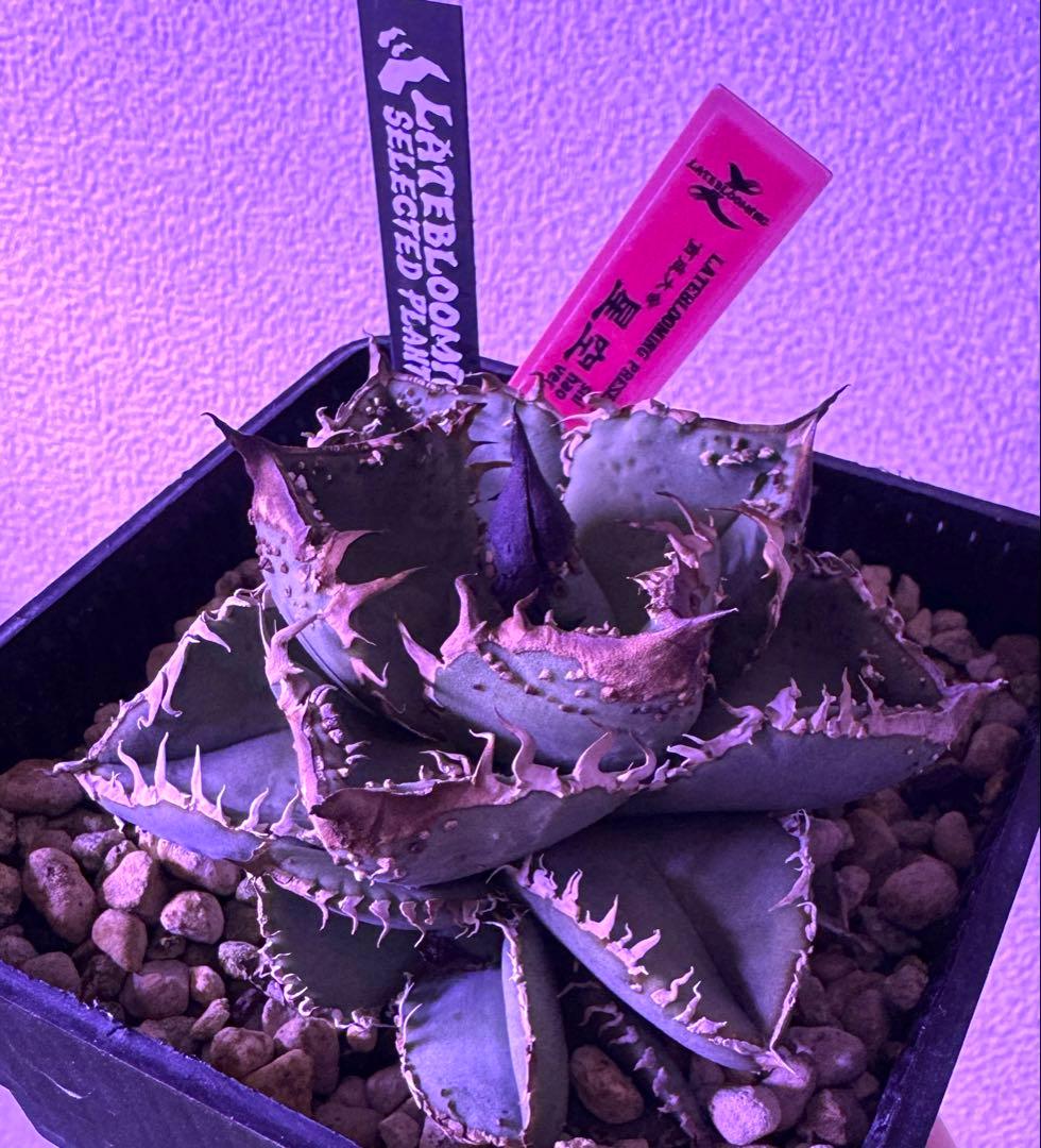 アガベ オテロイ　shihao 星空