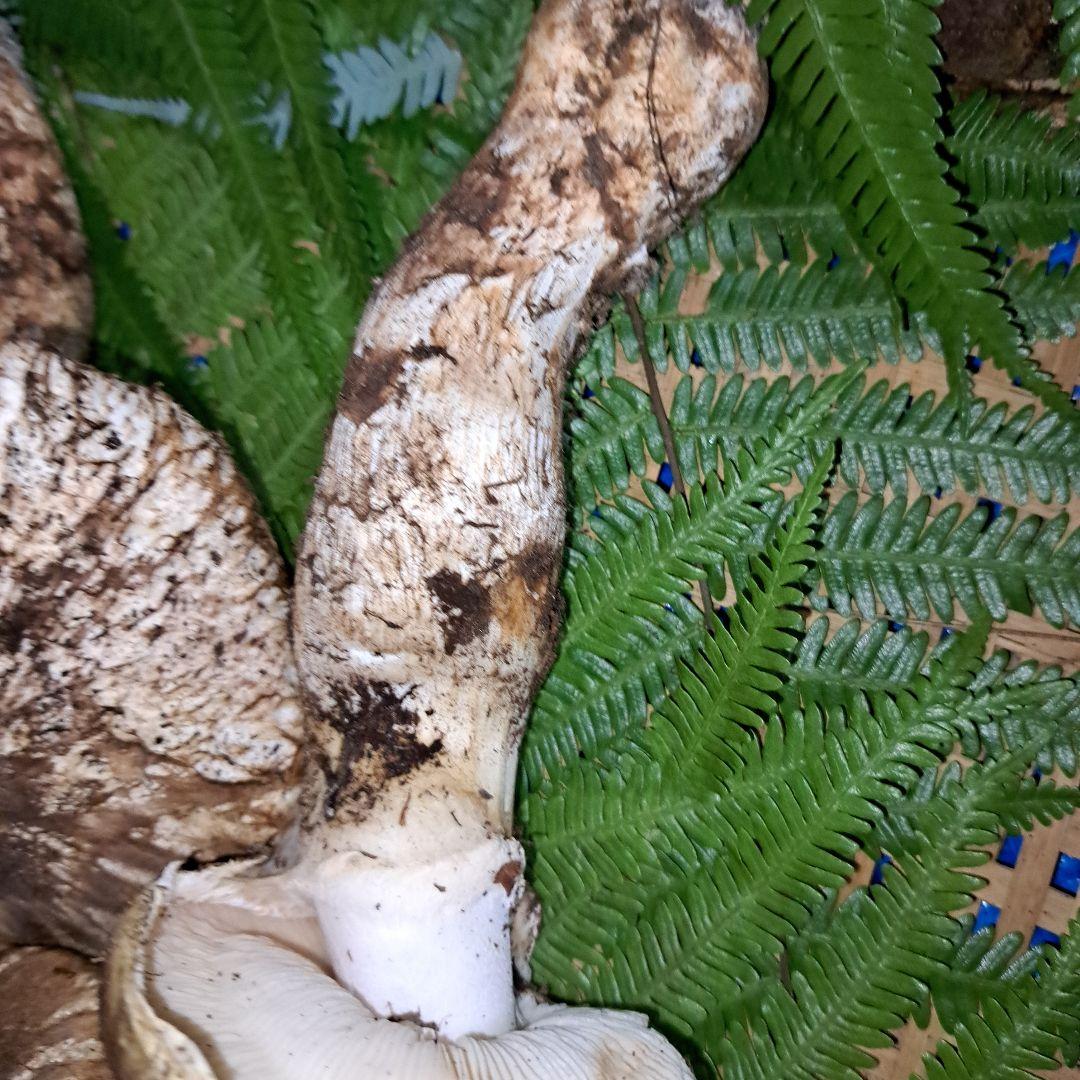 広島県産松茸　349g　虫食いあり