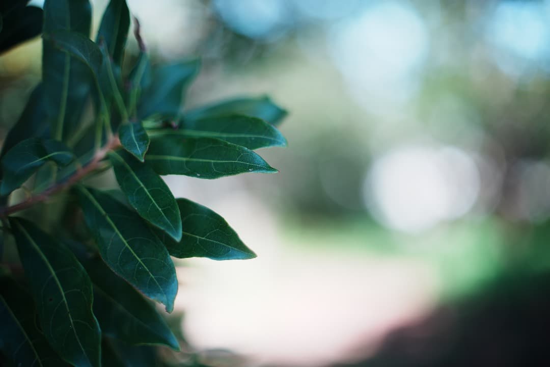 【整備＆テスト済】Canon FD 50mm F1.4 S.S.C 290