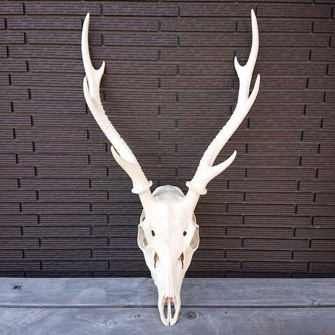 ホワイト鹿の骨製インテリア装飾