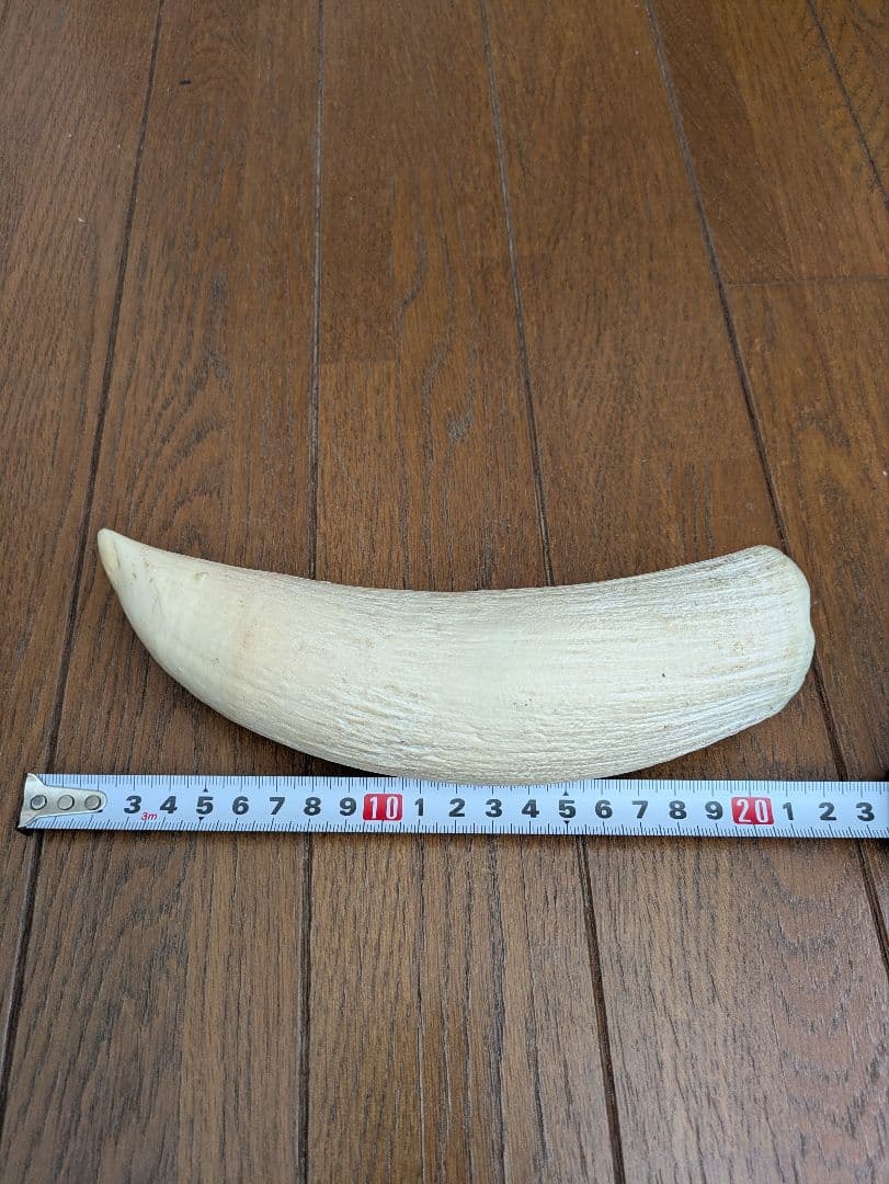 マッコウクジラの歯？