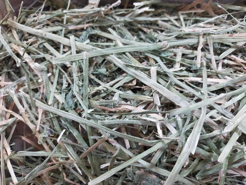 【4/13まで】 カナダ産 チモシー 50kg スーパープレミアム １番刈り