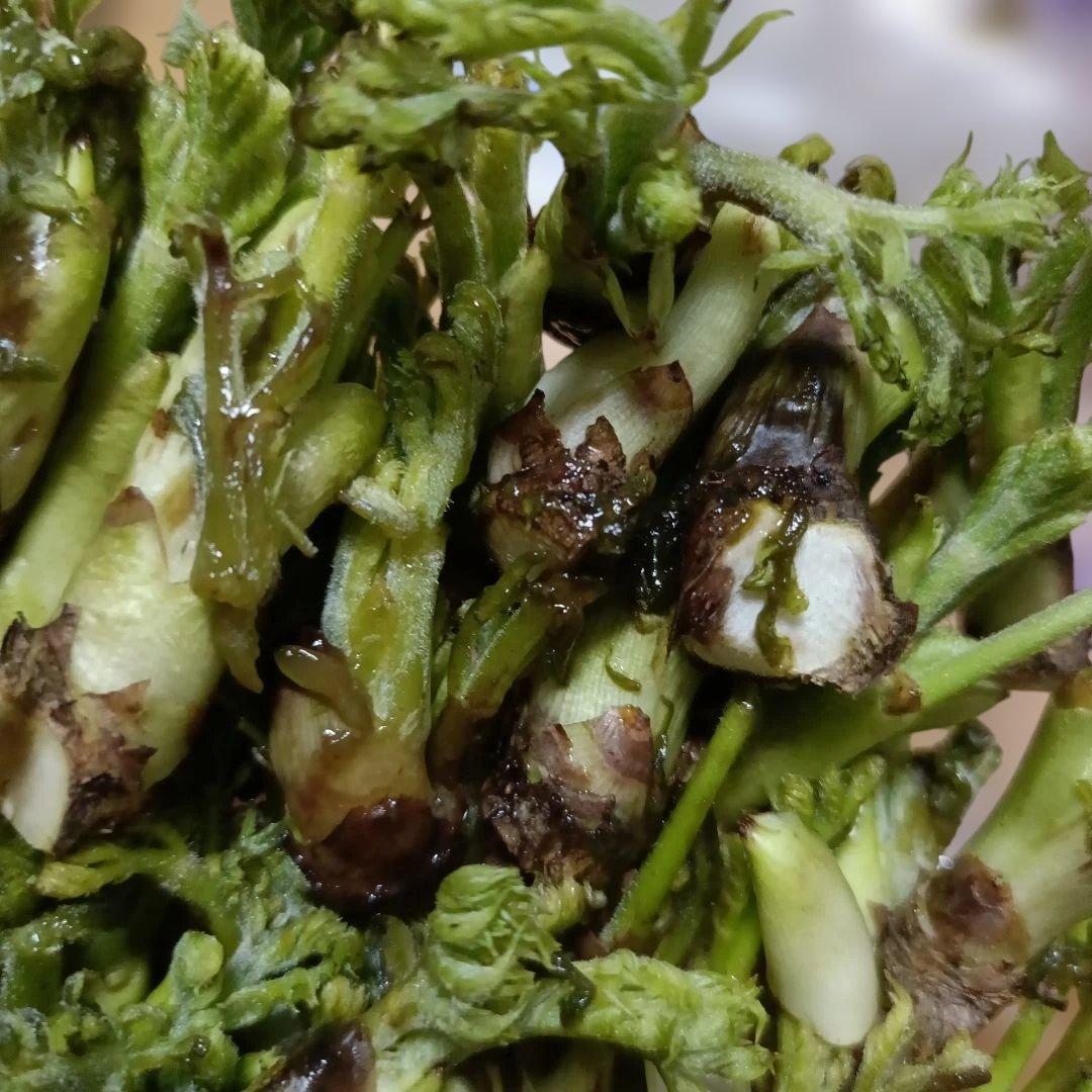 タラの芽SS下の段溶けて腐ってる