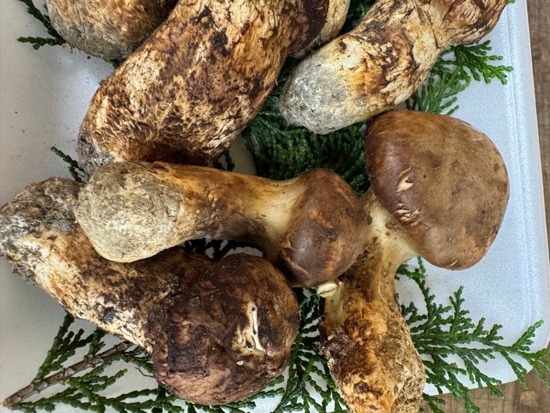 【クール送料込み！！】新鮮 松茸 約229g