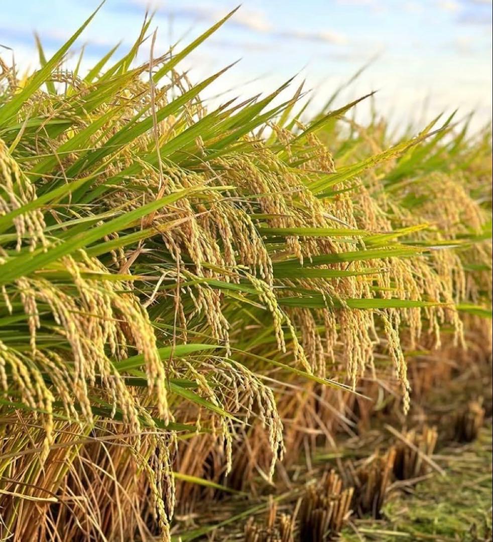 コシヒカリ　20kg