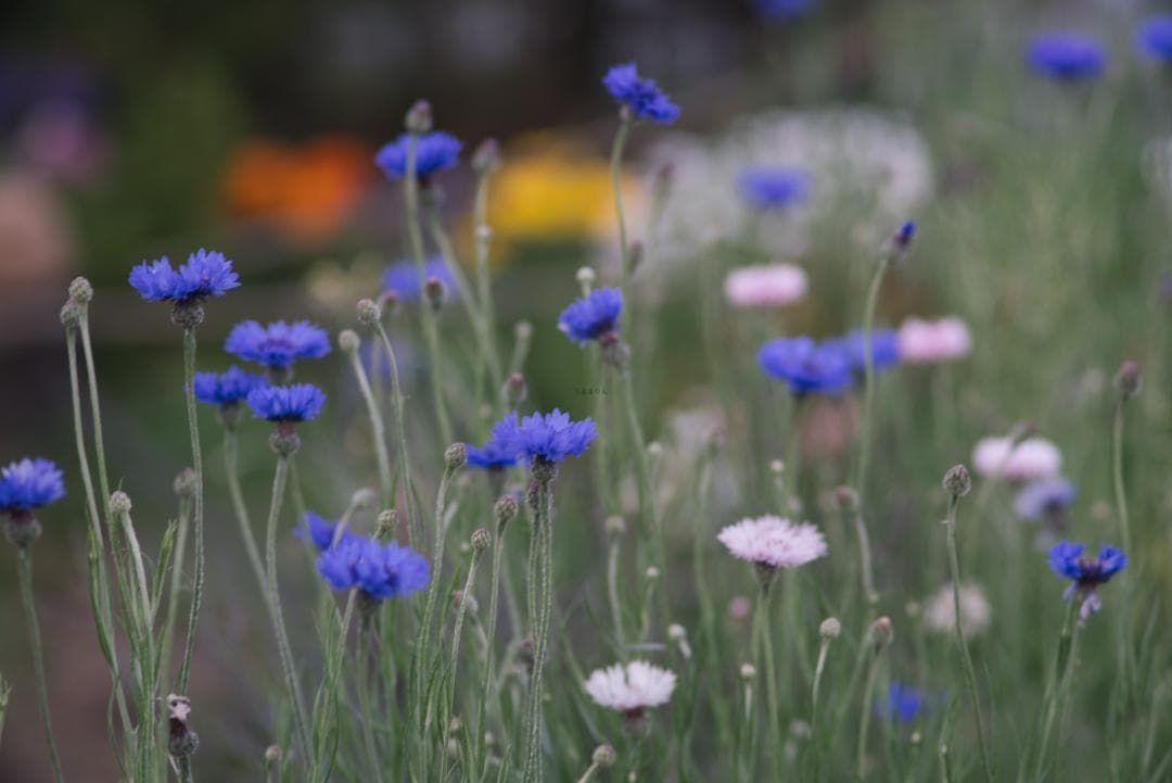 オールド望遠セット！CONTAX Sonnar 135mm＋2倍テレコン