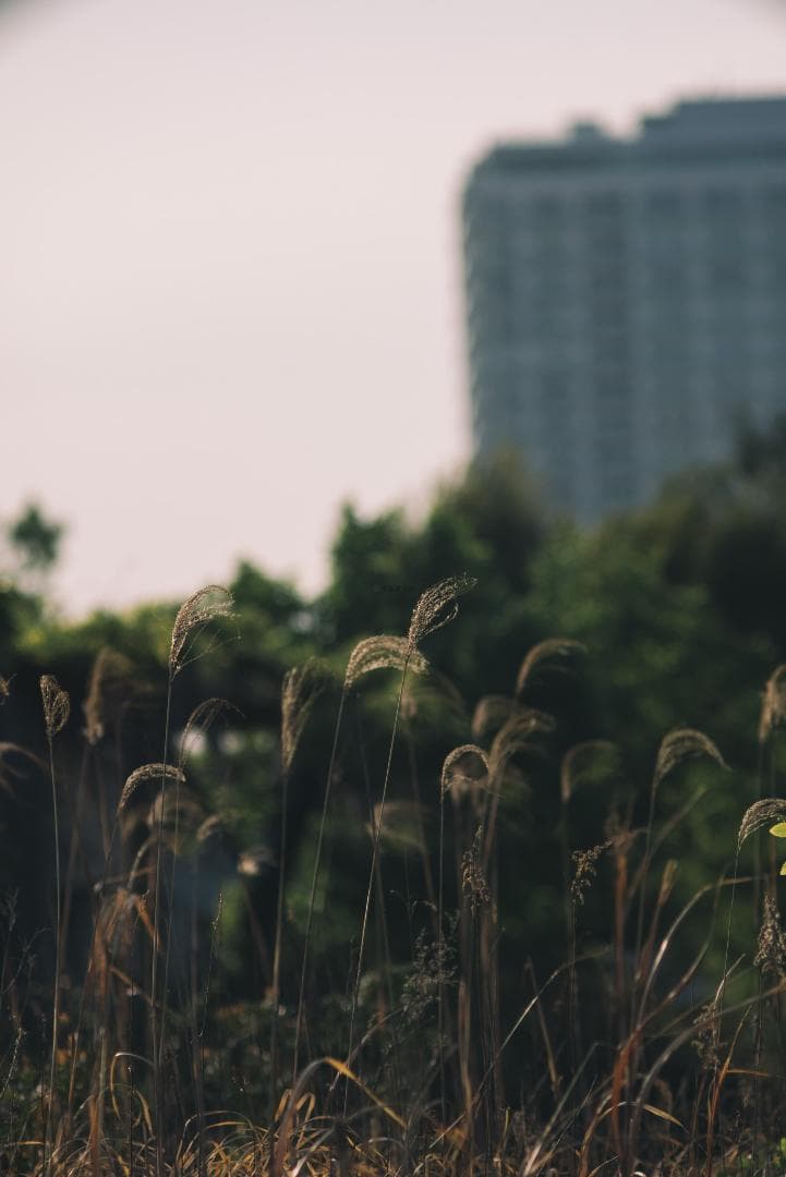 オールド望遠セット！CONTAX Sonnar 135mm＋2倍テレコン