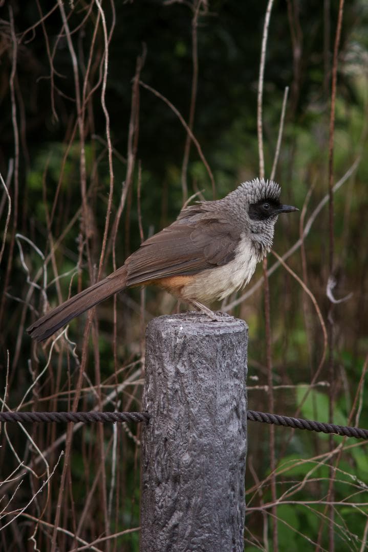 オールド望遠セット！CONTAX Sonnar 135mm＋2倍テレコン