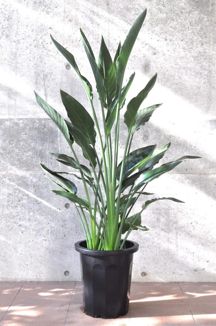 ストレリチア レギネ 10号 140cm