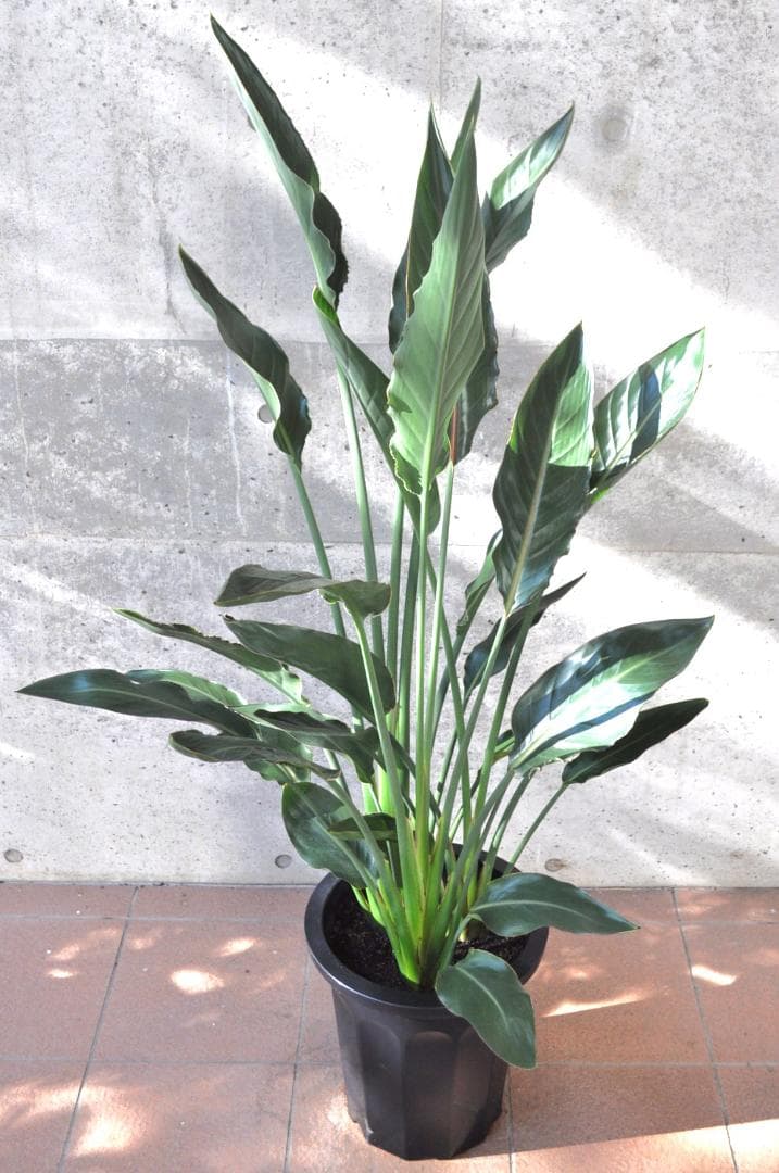 ストレリチア レギネ 10号 140cm