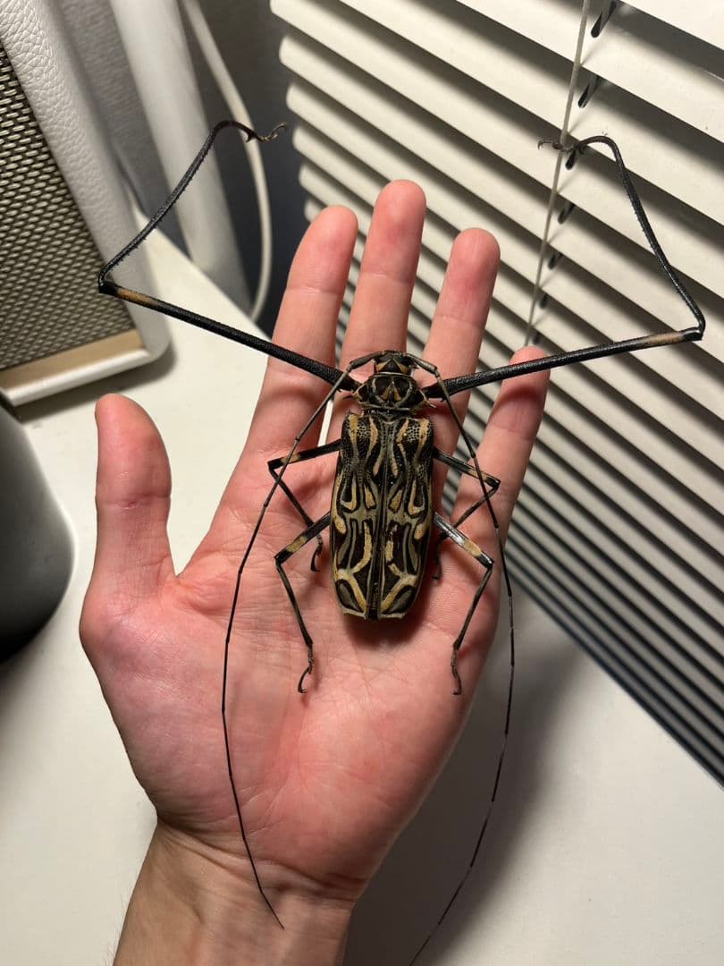 【73mm♂】テナガカミキリ 昆虫標本甲虫ハムシサソリタランチュラ