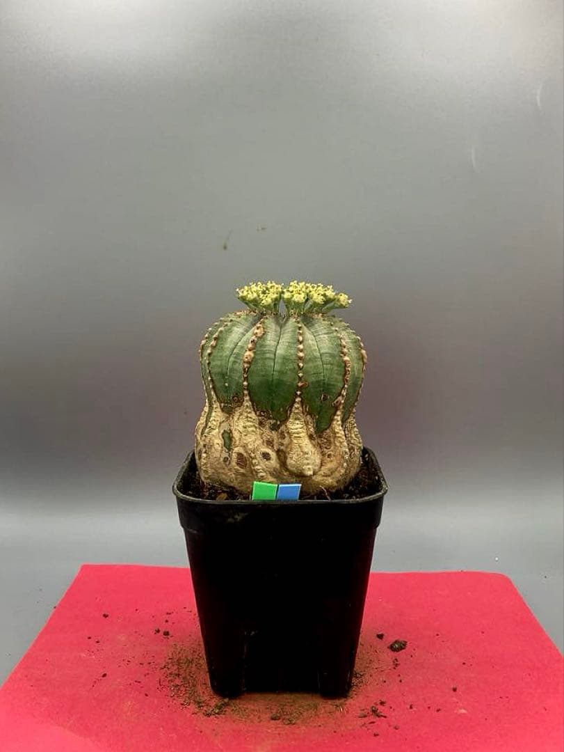 《2.5号GB》ユーフォルビア　オールドオベサ　雄株