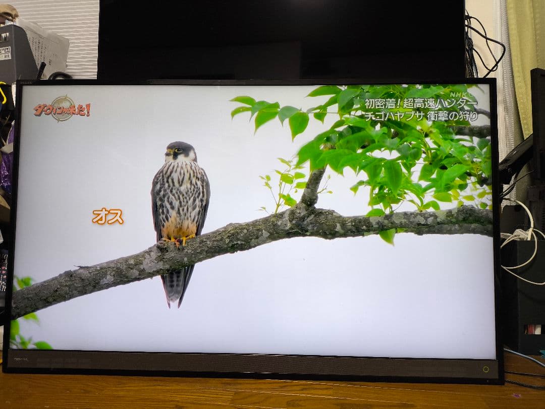 TOSHIBA 50M510X 液晶テレビ 50インチ