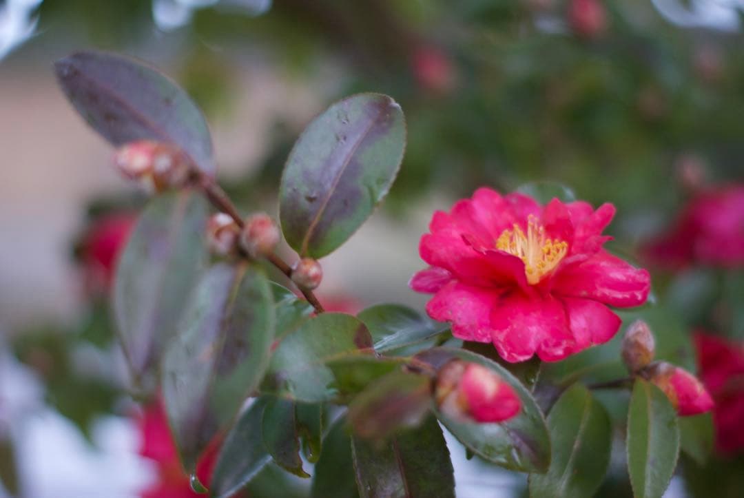 PENTAX SMC DA 50mm f/1.8 単焦点レンズ