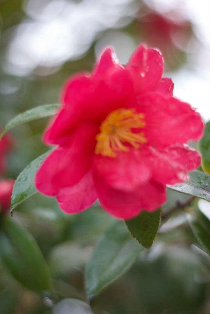 PENTAX SMC DA 50mm f/1.8 単焦点レンズ