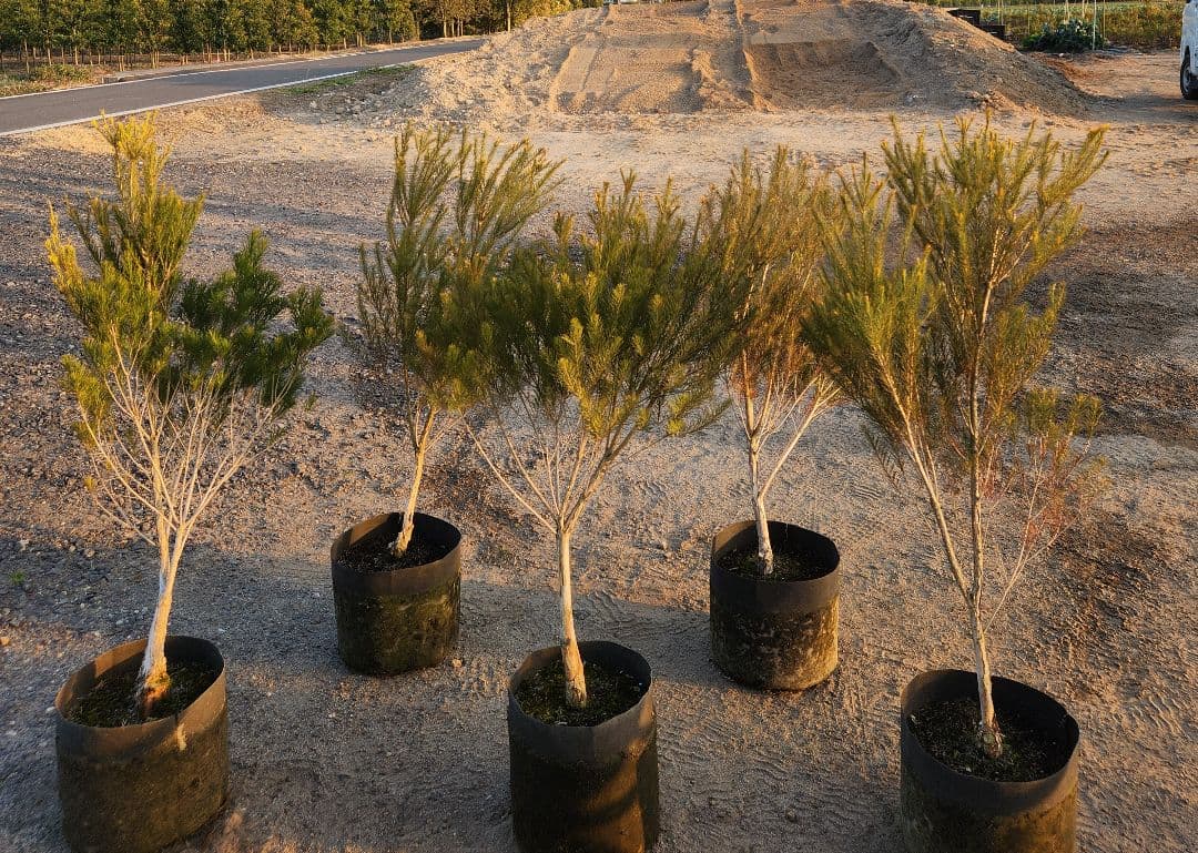 関東の虎　メディカルティーツリー　5本セット商品