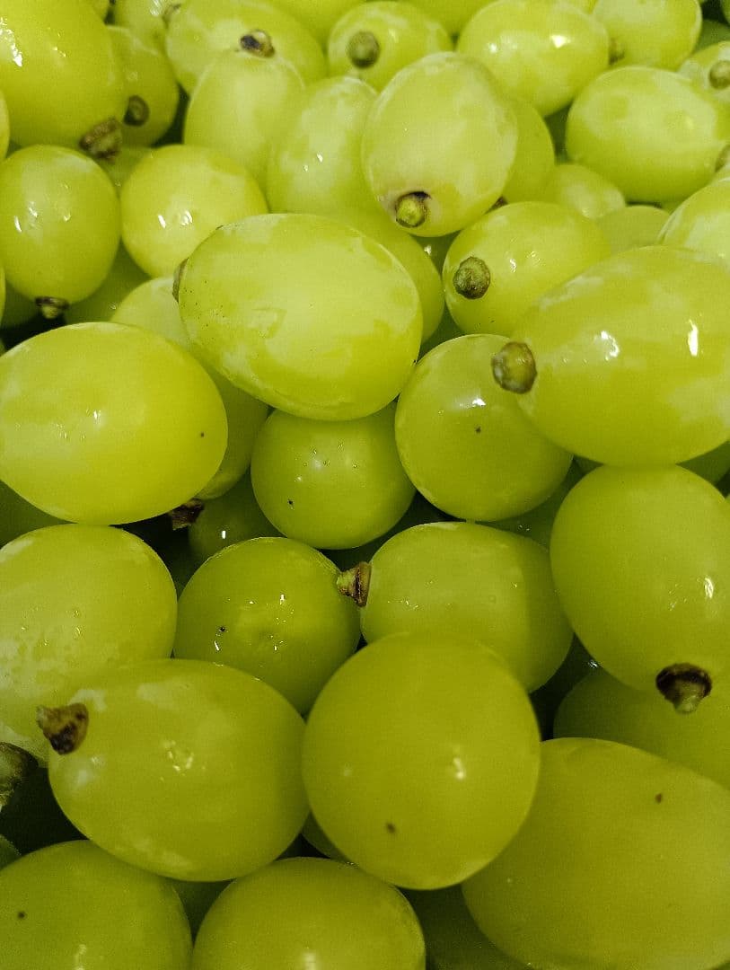 シヤインマスカット大粒グリーン多めの粒３キロパック入り
