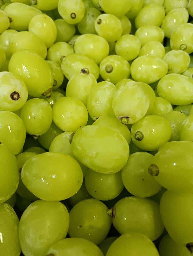 シヤインマスカット大粒グリーン多めの粒３キロパック入り