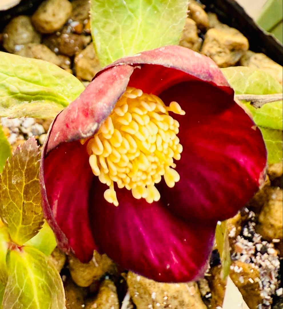 ★極上！希少！美しい丸弁、可愛いミスティークss深い紅★クリスマスローズ開花株