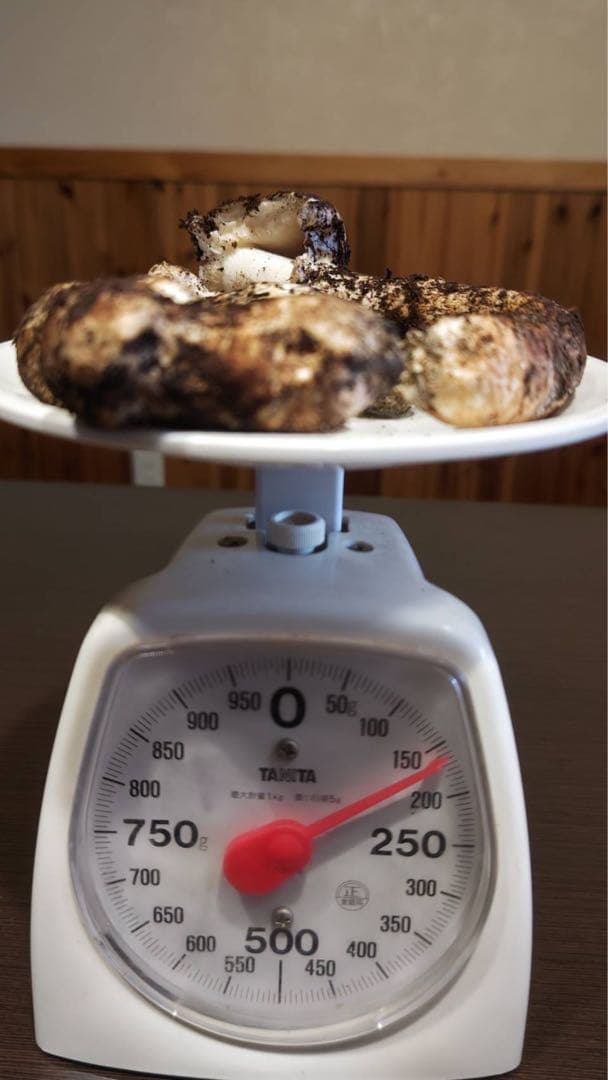 国産松茸 160g 5本 兵庫北部 但馬産 特上 10/22 朝