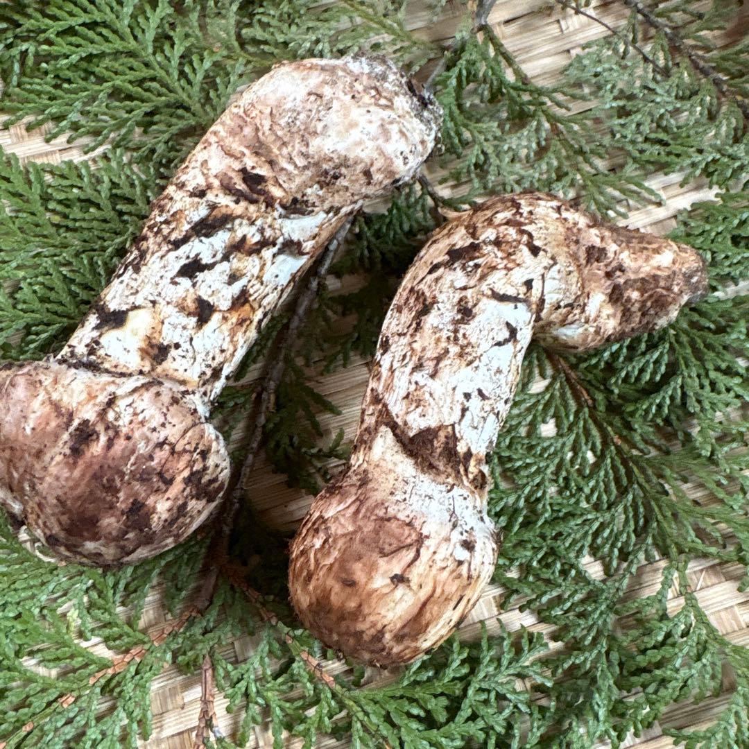 長野県南信州産‼️松茸 中　2本セット 136g 11/11朝採れ