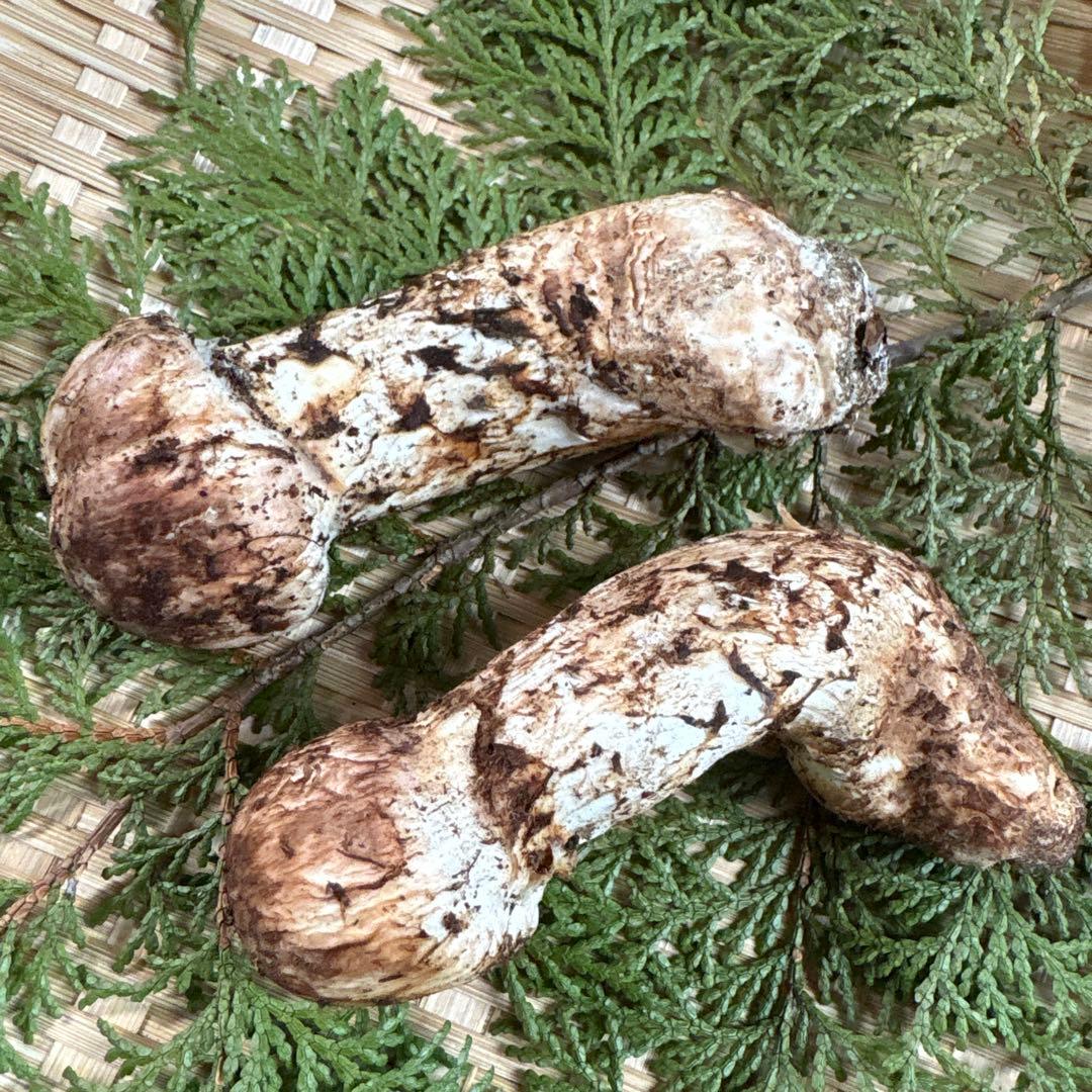 長野県南信州産‼️松茸 中　2本セット 136g 11/11朝採れ