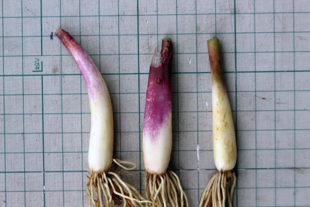 行者ニンニク 7～8年物 太球根苗 100株(球根)