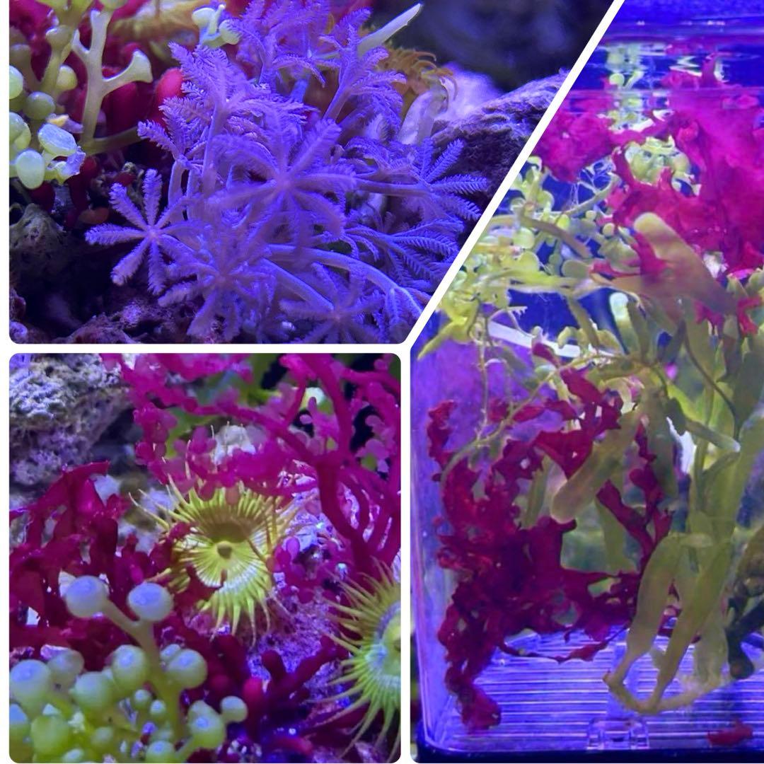 【★】海藻等色々ついたライブロックと海藻セット