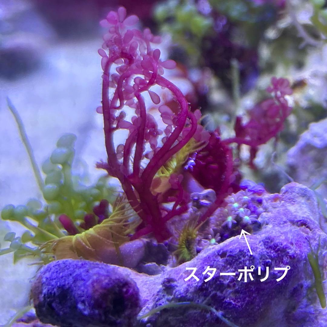 【★】海藻等色々ついたライブロックと海藻セット