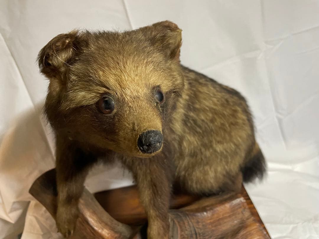 秀ちゃん　タヌキ剥製 木製台座付き