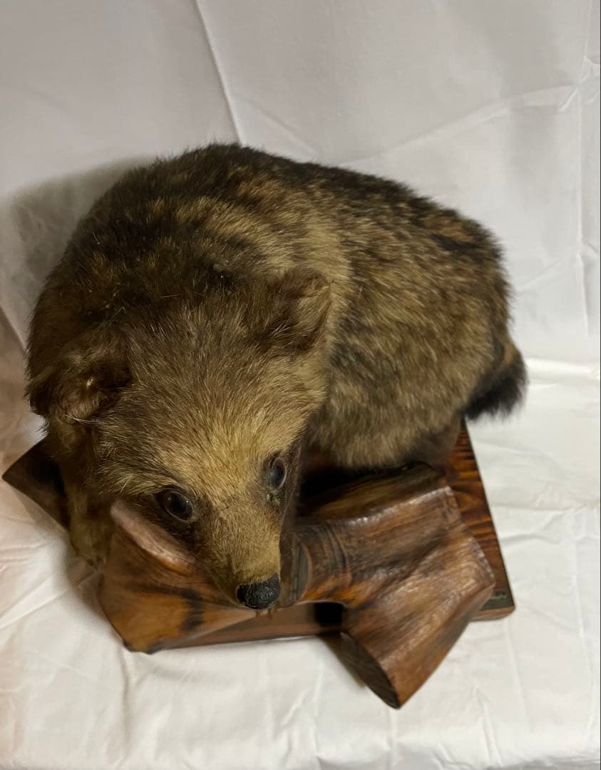 秀ちゃん　タヌキ剥製 木製台座付き