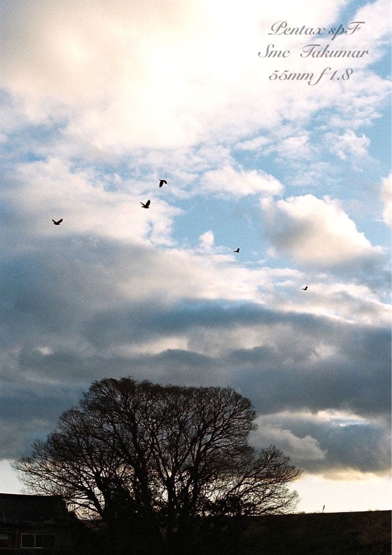 試写作例多数★pentax spf★リザード本革グリーン★美品＊完動品＊初期保証