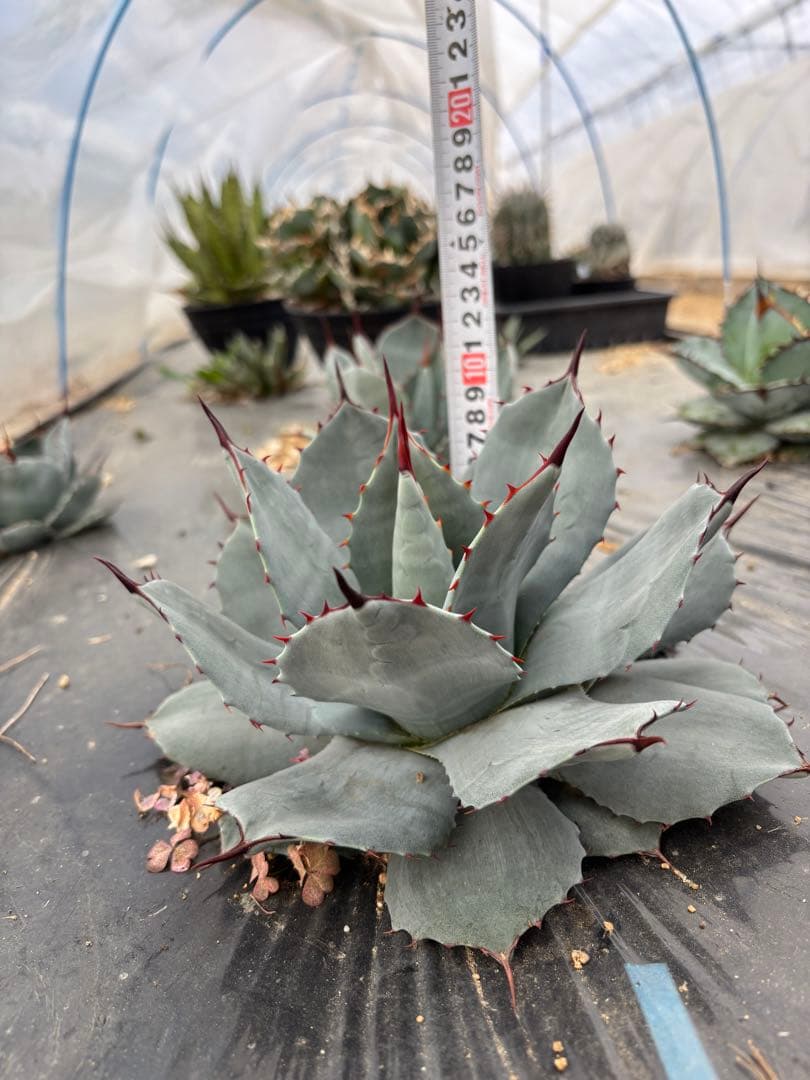 アガベ　パリー　吉祥天