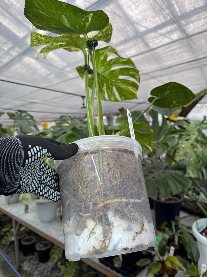 P*ぃ様 2モンステラ　タイコンステレーション　スターライト