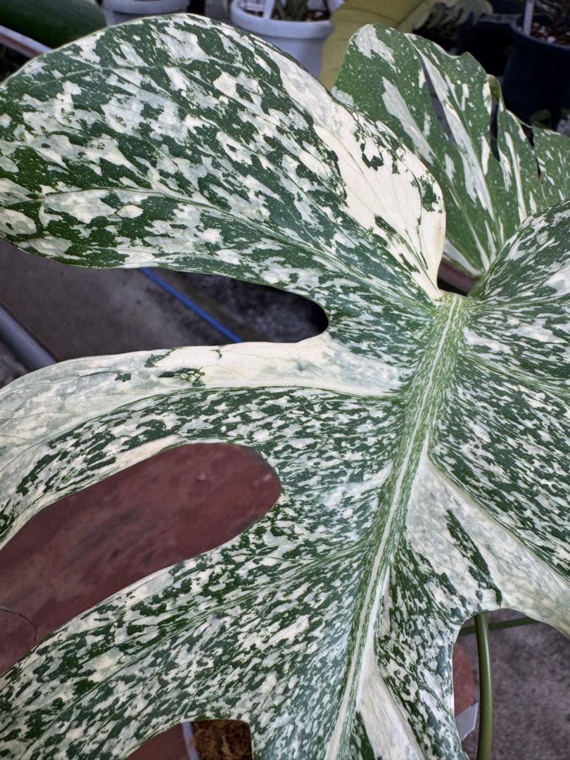 P*ぃ様 2モンステラ　タイコンステレーション　スターライト