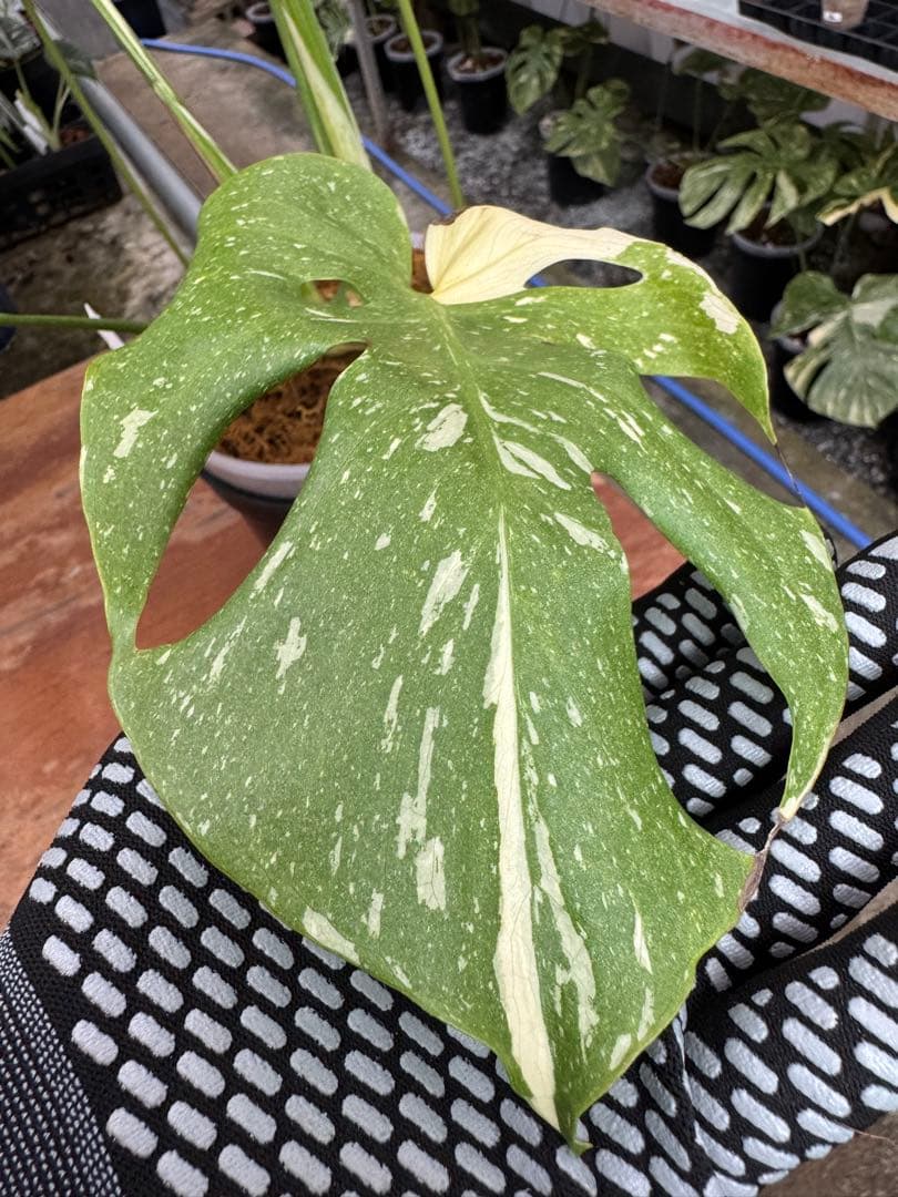 P*ぃ様 2モンステラ　タイコンステレーション　スターライト