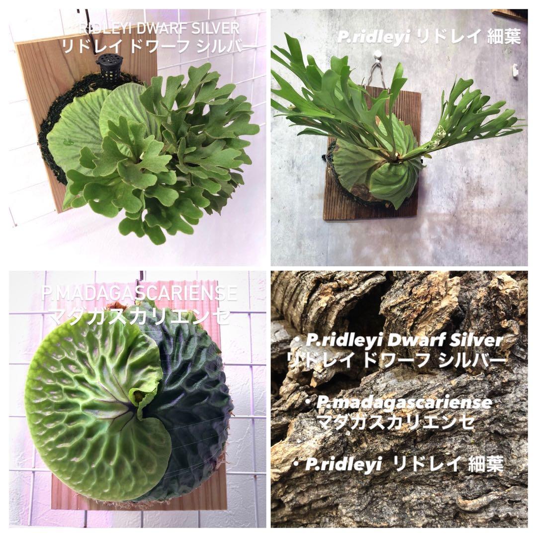 ビカクシダ リドレイ シルベリー マダガスカリエンセ 3株セット 板付け MRD
