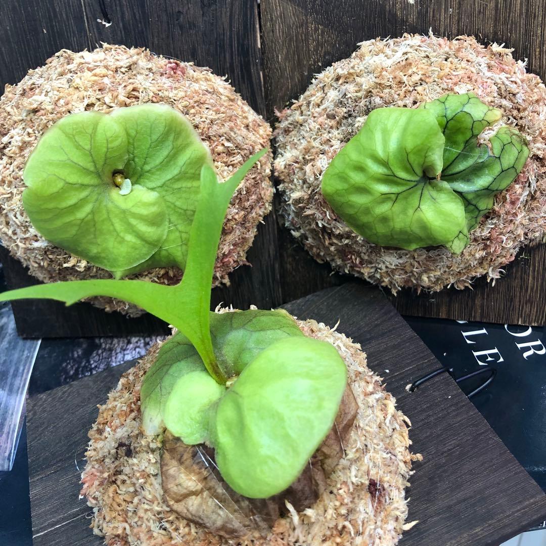 ビカクシダ リドレイ シルベリー マダガスカリエンセ 3株セット 板付け MRD