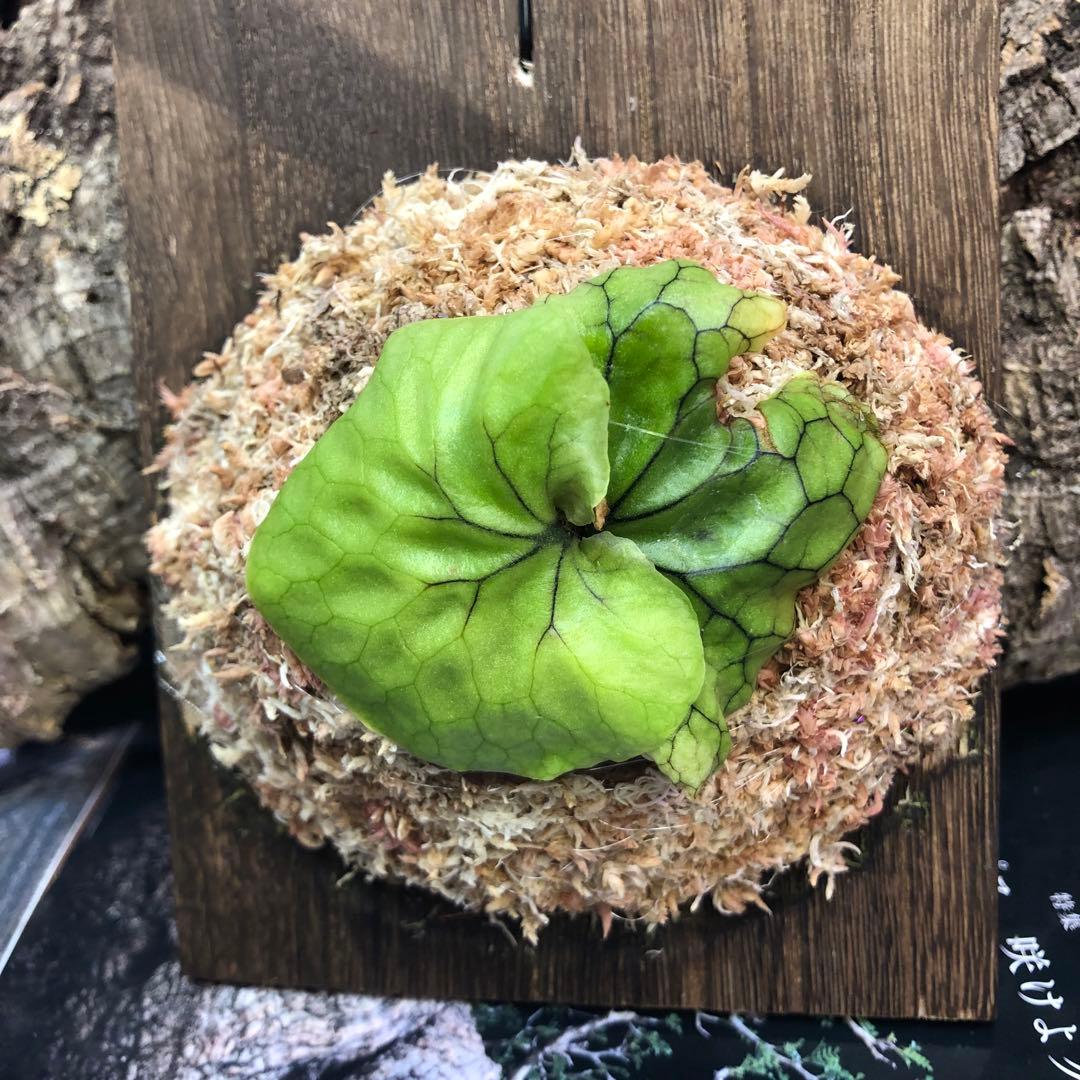 ビカクシダ リドレイ シルベリー マダガスカリエンセ 3株セット 板付け MRD