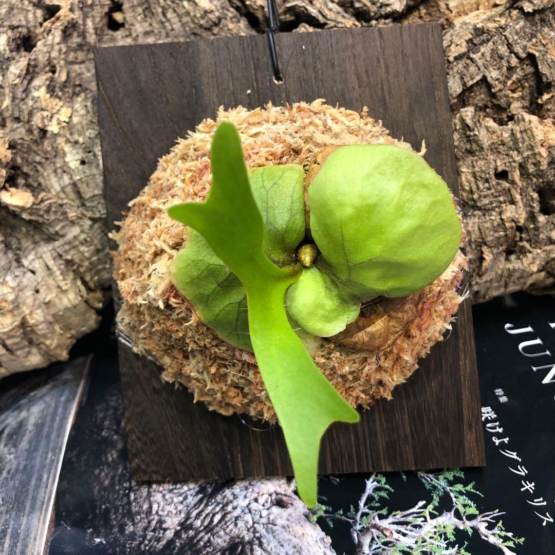 ビカクシダ リドレイ シルベリー マダガスカリエンセ 3株セット 板付け MRD