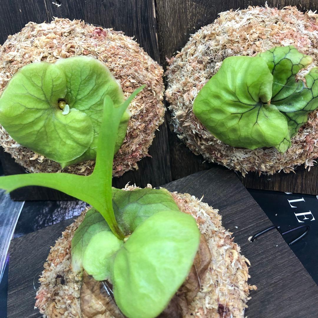 ビカクシダ リドレイ シルベリー マダガスカリエンセ 3株セット 板付け MRD