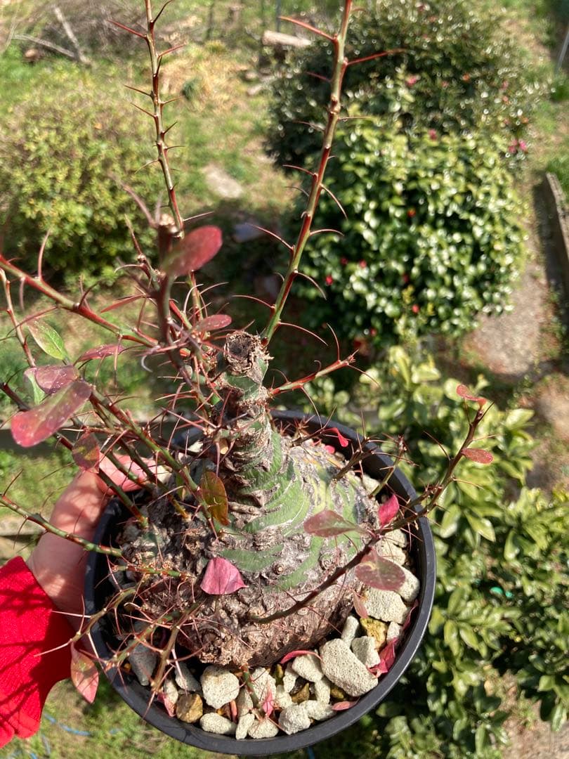 【新春価格】【塊根幅13cm】フォークイエリア　ファシクラータ　特大美株