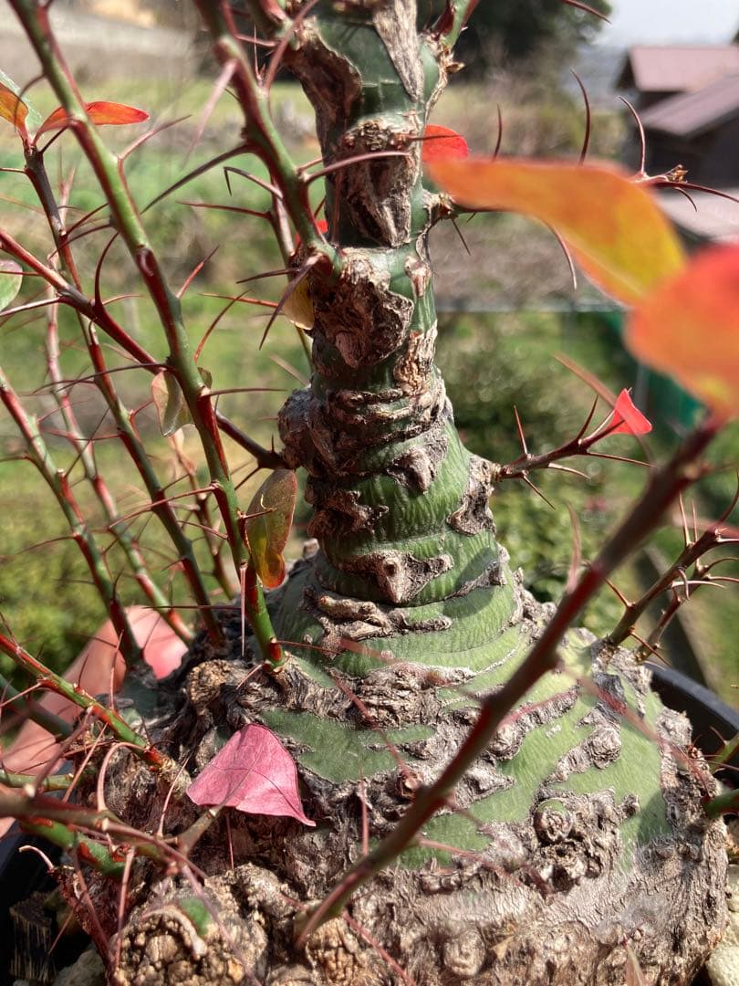 【新春価格】【塊根幅13cm】フォークイエリア　ファシクラータ　特大美株