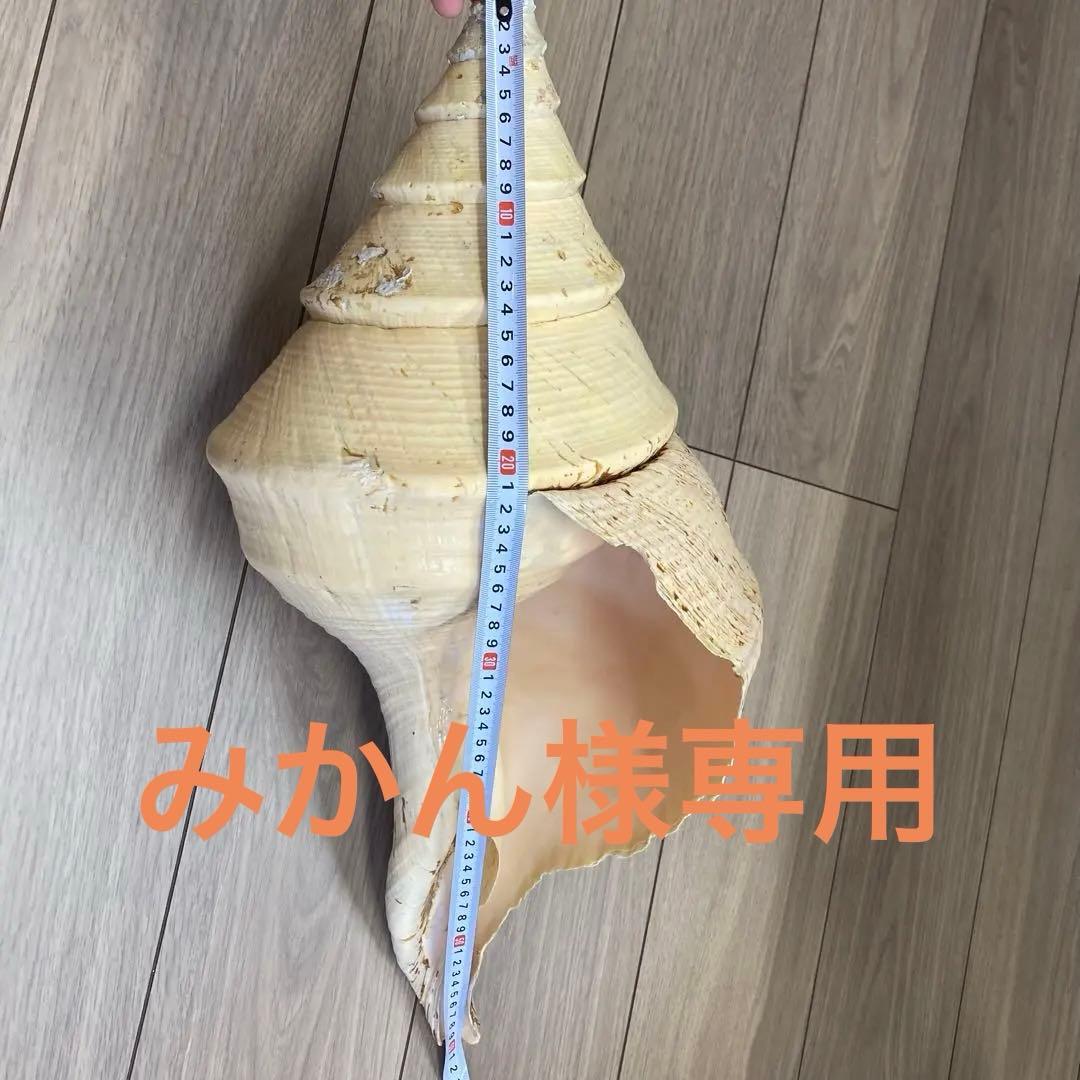 レア品　アラフラオオニシ貝　法螺貝　特大 約60cm