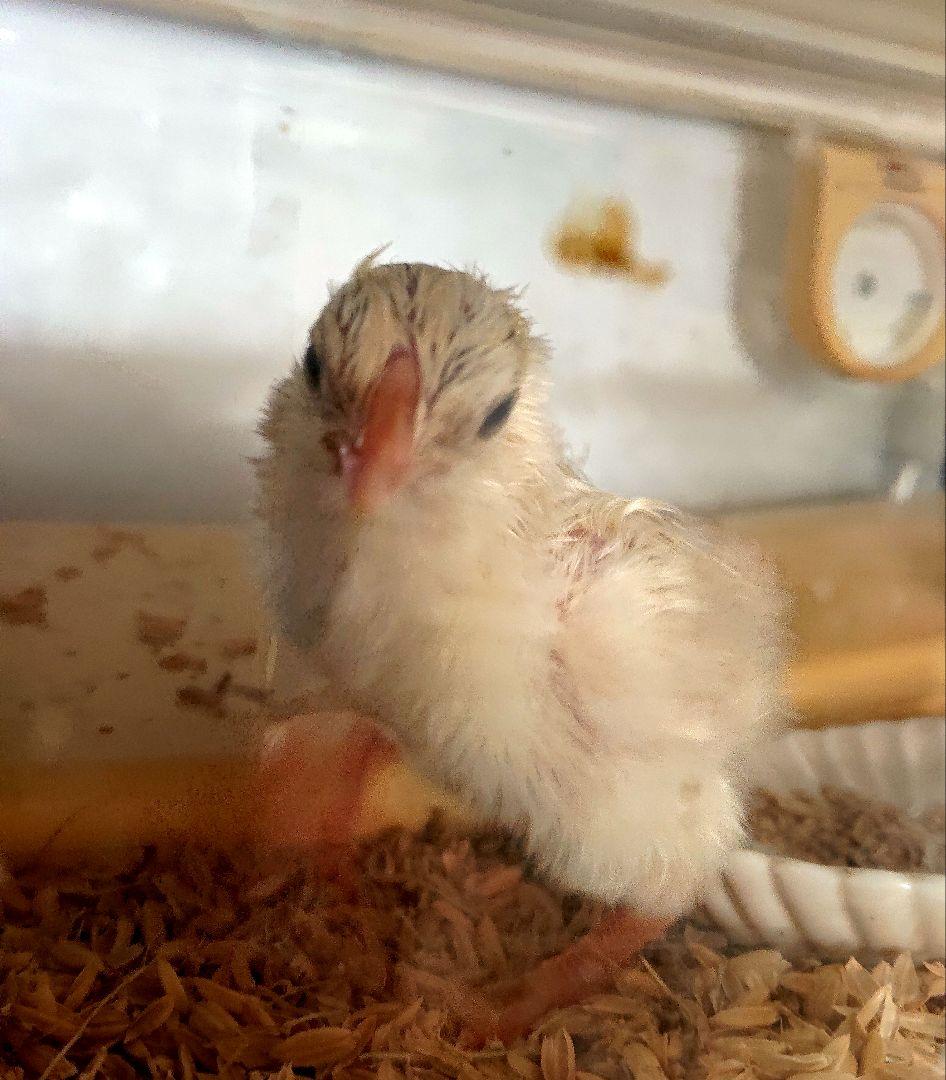 Life Basis　孵卵器