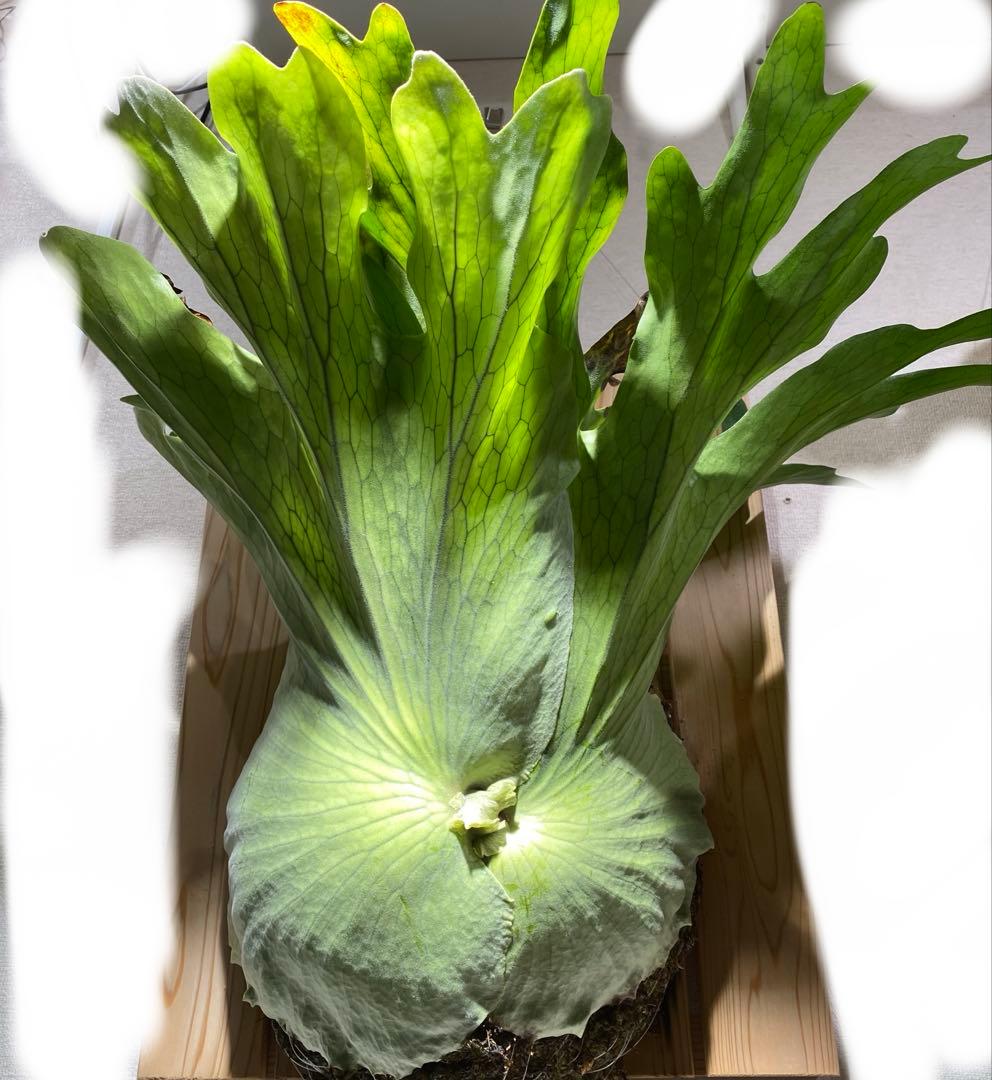 ビカクシダ　ホルタミー　特大株