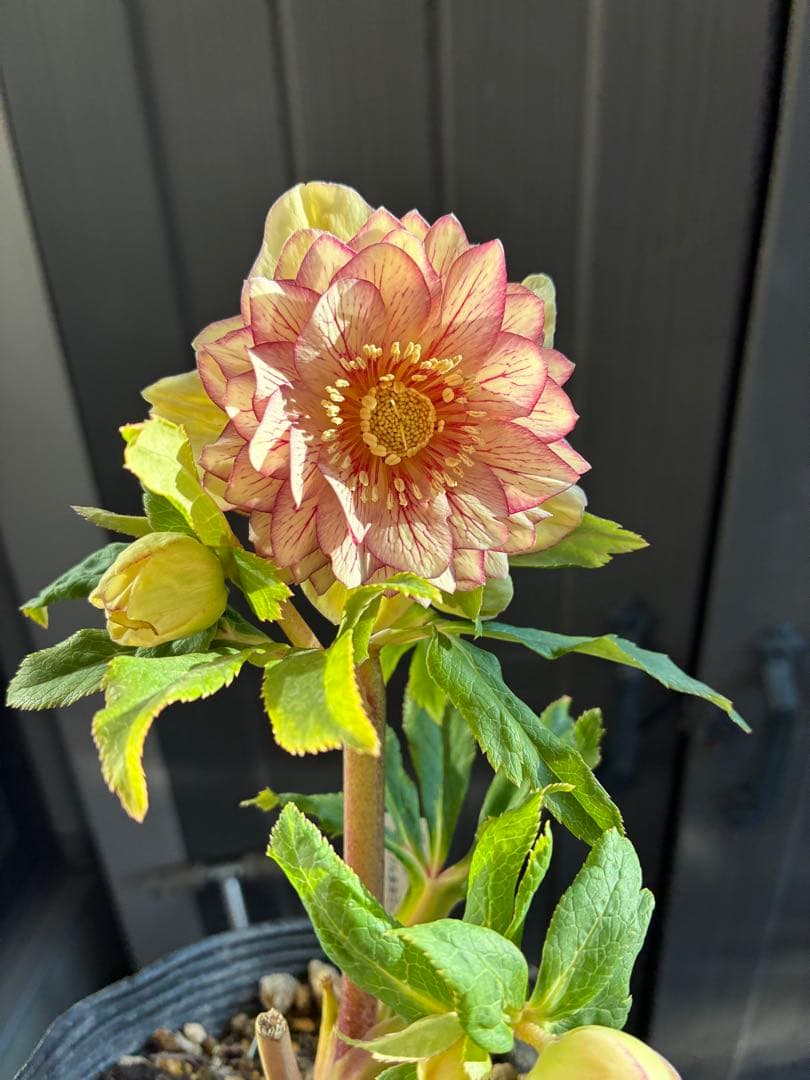 クリスマスローズ　DDクリームベイン赤蕊